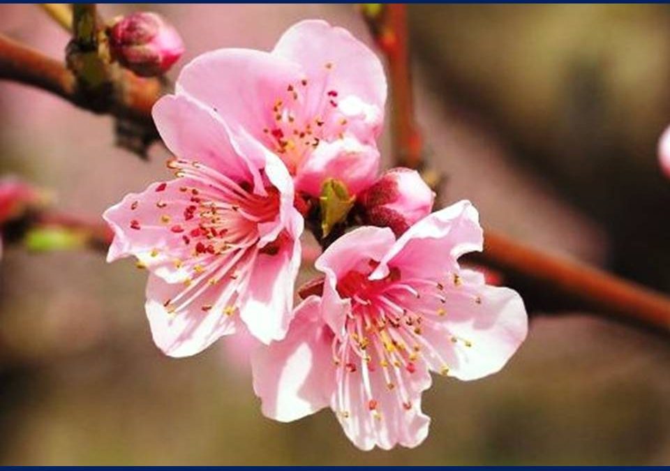 HAIKU U 5. B I 5. C &ndash; UŽI IZBOR